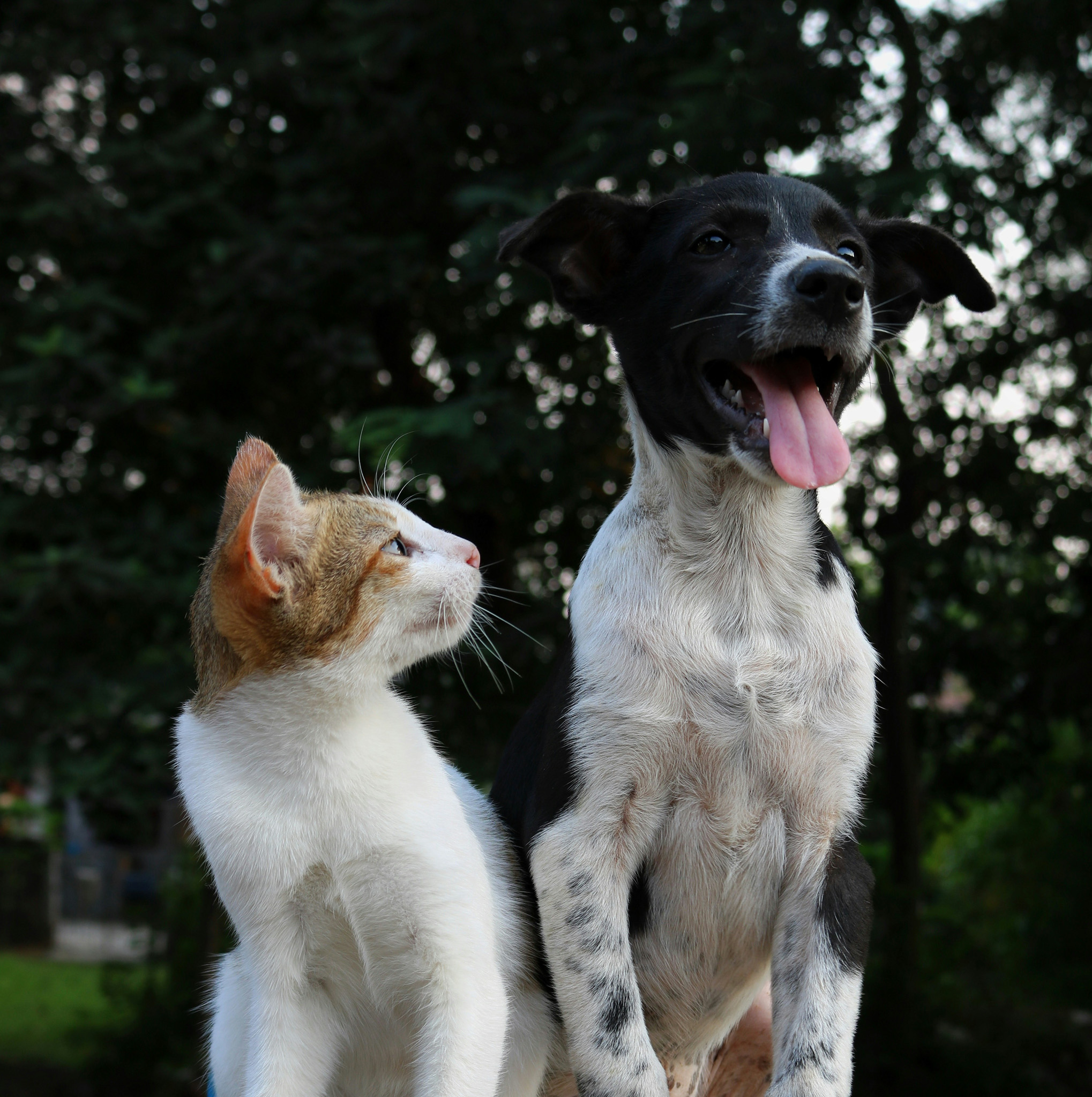 Cat and dog outdoors