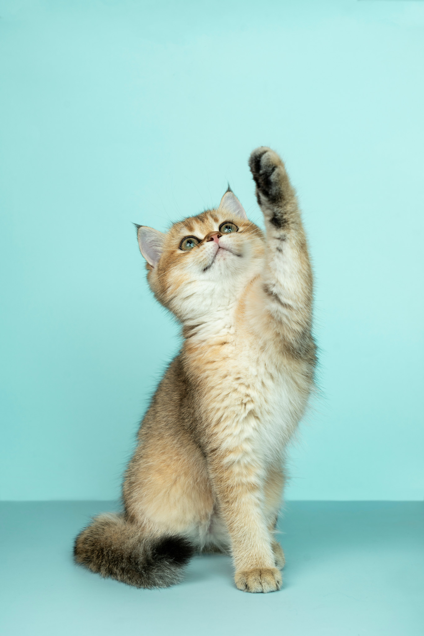 Kitten looking upwards