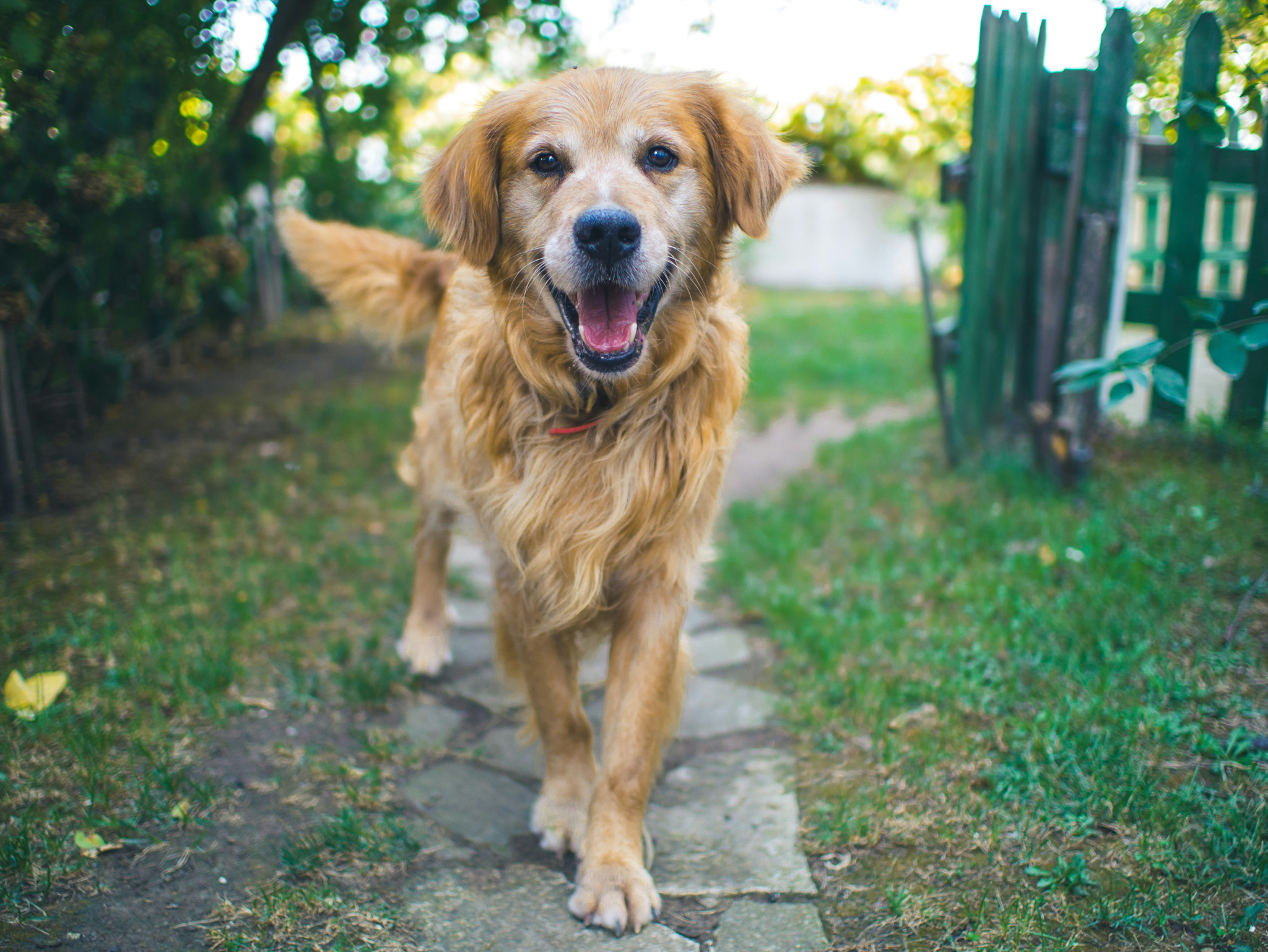 Dog on path in front of gate